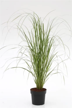 Garten-Pampasgras „Pink Feather“