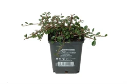 Kleinblättrige Teppichmispel „Streibs Findling“