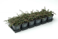 Kleinblättrige Teppichmispel „Streibs Findling“ -Vier Jahreszeiten 403107860735420ipl 26361 DSC 1110 original 800x800