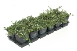 Kleinblättrige Teppichmispel „Streibs Findling“ -Vier Jahreszeiten 403107860735420ipl 26373 DSC 1399 original 800x800