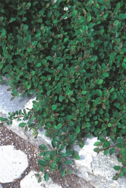 Immergrüne Kriechmispel „Eichholz“ -Vier Jahreszeiten 403107860812220ipl 879 Cotoneaster20Eichholz2 original 800x800