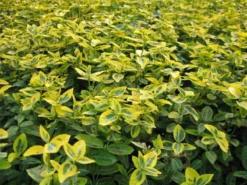 Gelbbunte Kriechspindel „Emerald Gold“ -Vier Jahreszeiten 403107860814620ipl 1273 Euonymus20fortunei20Emerald20Gold202 original 800x800