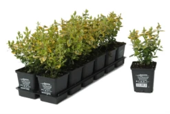 Gelbbunte Kriechspindel „Emerald Gold“ -Vier Jahreszeiten 403107860814620ipl 28024 DSC 063520EFGO20TB9 original 800x800