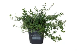 Kleinblättrige Kriechspindel „Minimus“