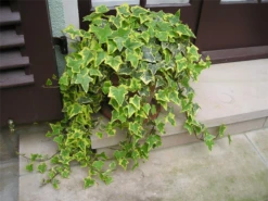 Efeu „Gold Child“ -Vier Jahreszeiten 403107861263120ipl 1737 Goldchild Topf2 original 800x800