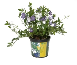 Immergrün „Bavaria®“, Blau-weiß