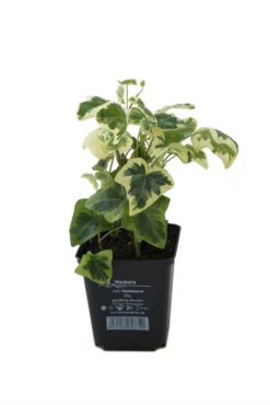 Efeu „Goldstern“