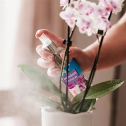 WESTLAND Orchideen Vitalspray, 250 Ml 8 WESTLAND Orchideen Vitalspray, 250 Ml -Vier Jahreszeiten 4260376733704.pt02 800x800