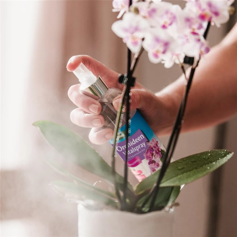 WESTLAND Orchideen Vitalspray, 250 Ml 3 WESTLAND Orchideen Vitalspray, 250 Ml – Bild 3