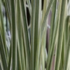 Garten-Pampasgras „Silver Comet“