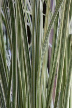 Garten-Pampasgras „Silver Comet“