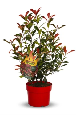 Ballhortensie „Candybelle® Marshmallow“