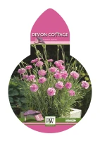 Feder-Nelke – Bild 6