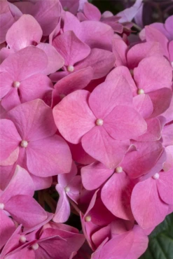 Bauernhortensie, Rot -Vier Jahreszeiten GS409499 800x800