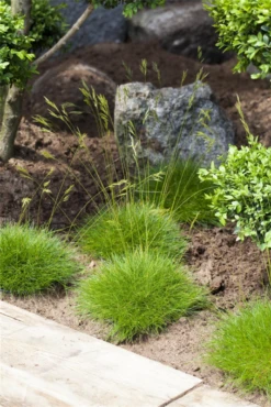 Bärenfell-Schwingel -Vier Jahreszeiten GS420303 800x800