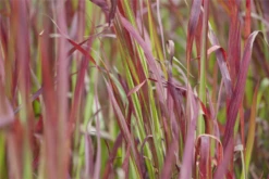 Garten-Blutgras „Red Baron“ -Vier Jahreszeiten GS420412 800x800