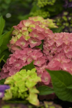 Bauernhortensie, Rot -Vier Jahreszeiten GS425040 800x800