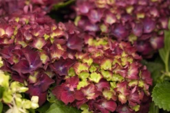 Bauernhortensie, Rot -Vier Jahreszeiten GS425041 800x800