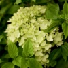 Rispenhortensie „Little Lime®“