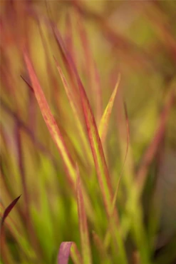 Garten-Blutgras „Red Baron“ -Vier Jahreszeiten GS425100 800x800