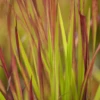 Garten-Blutgras „Red Baron“