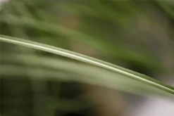 Garten-Chinaschilf „Malepartus“ -Vier Jahreszeiten GS425142 800x800