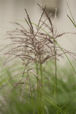 Garten-Chinaschilf „Malepartus“ -Vier Jahreszeiten GS425143 800x800