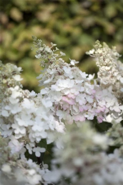Rispenhortensie „Pinky Winky®“ -Vier Jahreszeiten GS426044 800x800 1