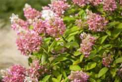 Rispenhortensie „Pinky Winky®“, 2 Stück -Vier Jahreszeiten GS426188 800x800