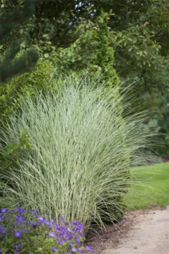 Garten-Chinaschilf „Morning Light“ -Vier Jahreszeiten GS426199 800x800