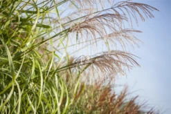 Garten-Chinaschilf „Zwergelefant“ -Vier Jahreszeiten GS428527 800x800