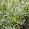 Garten-Segge „Silver Sceptre“