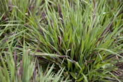 Behaarte Garten-Hainsimse „Igel“ -Vier Jahreszeiten GS445190 800x800