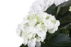 Bauernhortensie, Weiß -Vier Jahreszeiten GS456231 800x800
