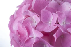 Bauernhortensie, Rosa -Vier Jahreszeiten GS456242 800x800