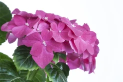 Bauernhortensie, Rosa -Vier Jahreszeiten GS456246 800x800