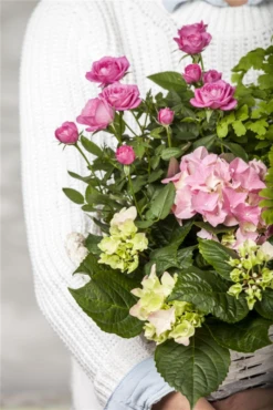 Bauernhortensie, Rosa -Vier Jahreszeiten GS470954 800x800