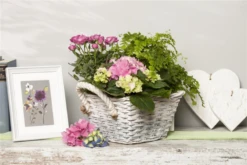 Bauernhortensie, Rosa -Vier Jahreszeiten GS470959 800x800