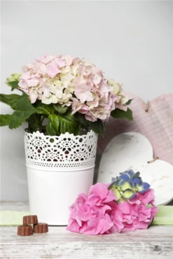 Bauernhortensie, Rosa -Vier Jahreszeiten GS470961 800x800