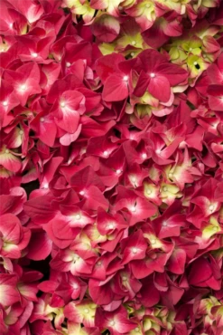 Bauernhortensie, Rot -Vier Jahreszeiten GS473030 800x800