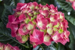 Bauernhortensie, Rot -Vier Jahreszeiten GS490392 800x800