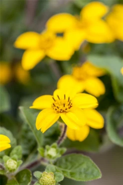 Goldkörbchen „Andre Viette“ -Vier Jahreszeiten GS491805 800x800