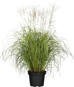 Garten-Chinaschilf „Hermann Müssel“