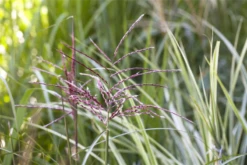 Gewöhnliches Schilf -Vier Jahreszeiten GS503493 800x800