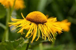 Großblumiger Scheinalant -Vier Jahreszeiten GS503868 800x800