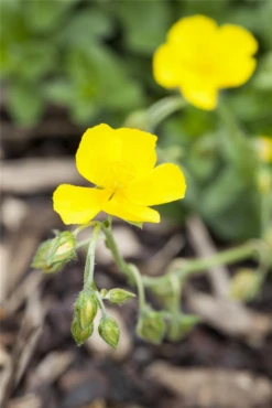 Garten-Sonnenröschen „Golden Queen“