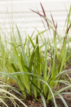 Teppich-Japan-Segge „Irish Green“ -Vier Jahreszeiten GS517128 800x800