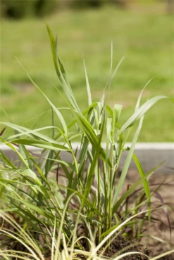 Garten-Ruten-Hirse „Hänse Herms“ -Vier Jahreszeiten GS517132 800x800