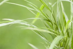 Garten-Ziergras „Aureola“ -Vier Jahreszeiten GS517140 800x800