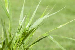 Japanisches Berggras -Vier Jahreszeiten GS517172 800x800